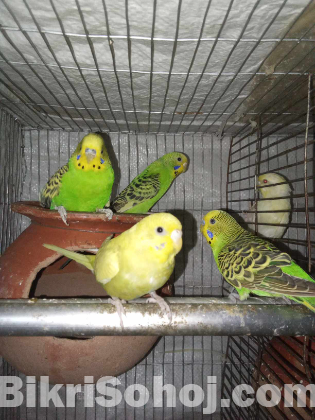 দুই জোড়া বাজরিগার পাখি |2 adult pairs of budgerigar